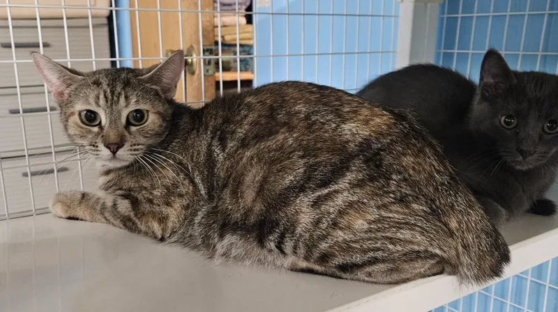An adult medium-sized female Domestic Short Hair cat named Malibu for adoption in Claremont, NH