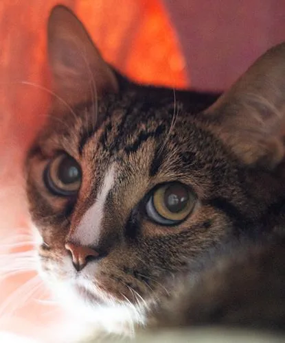 An adult large-sized male Domestic Short Hair cat named Mr. Ralph Furley for adoption in Encinitas, CA