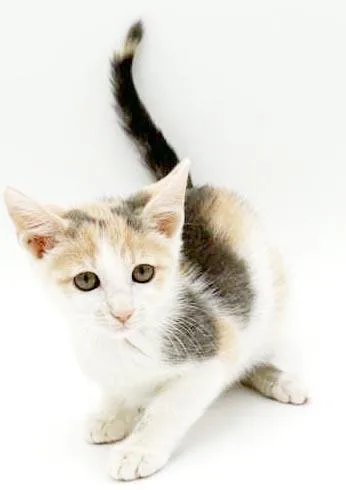 A baby small-sized female Turkish Van cat named Minnie Mouse is happy for adoption in Bedford Hills, NY
