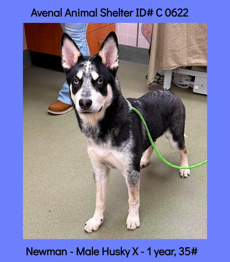 A young medium-sized male Merle (Red) Australian Cattle Dog / Blue Heeler dog named Newman for adoption in Avenal, CA