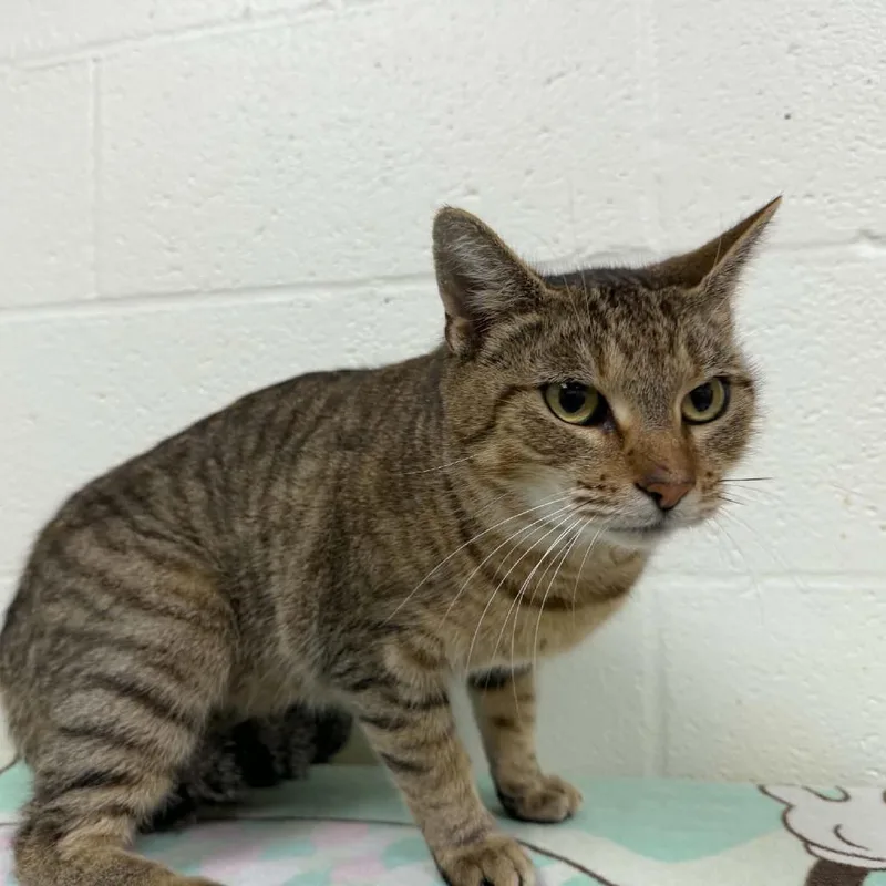 An adult medium-sized female Brown / Chocolate Domestic Short Hair cat named SVASStray for adoption in Verona, VA