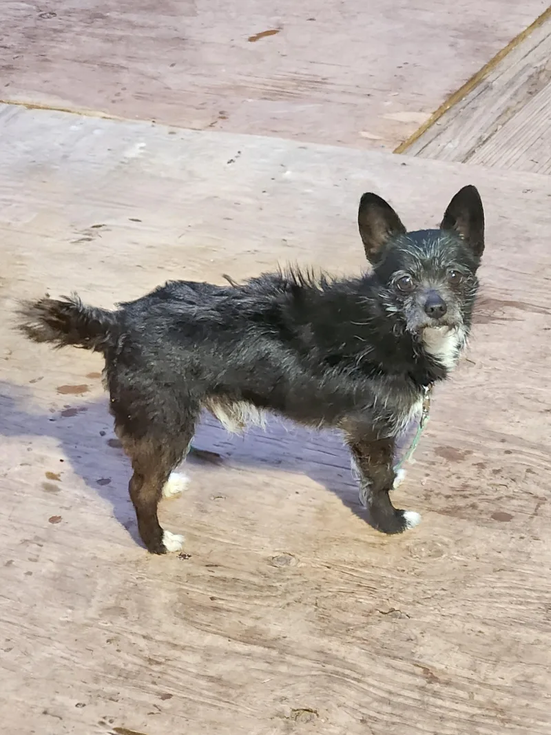 Ben & Lil Bitbonded thumbnail 3