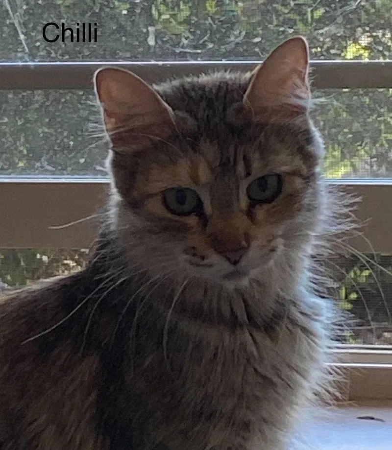 A young small-sized female Dilute Calico cat named Chilli for adoption in Saint George, UT