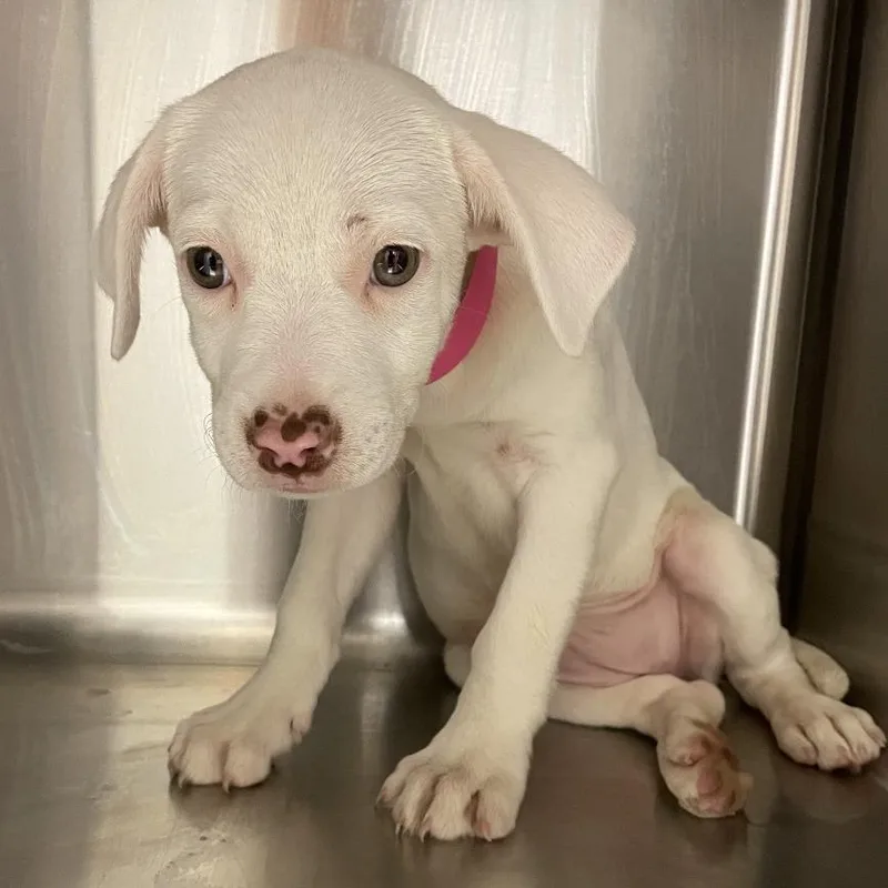 A baby small-sized female White / Cream Mixed Breed dog named Mochi for adoption in Chattanooga, TN