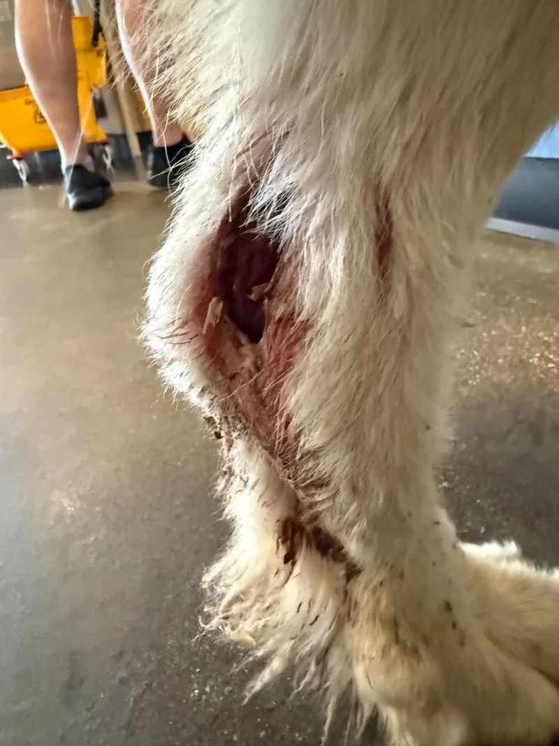 An adult large-sized male Great Pyrenees dog named Found stray: Bixby for adoption in Rockwall, TX