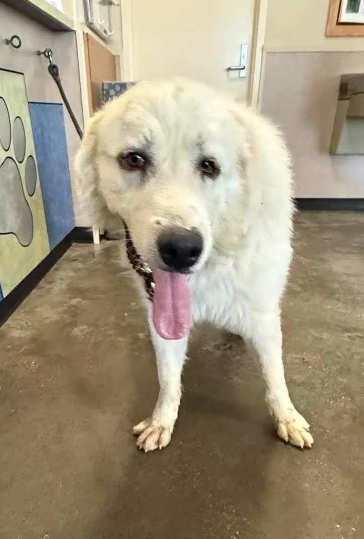 Found stray: Bixby thumbnail 2