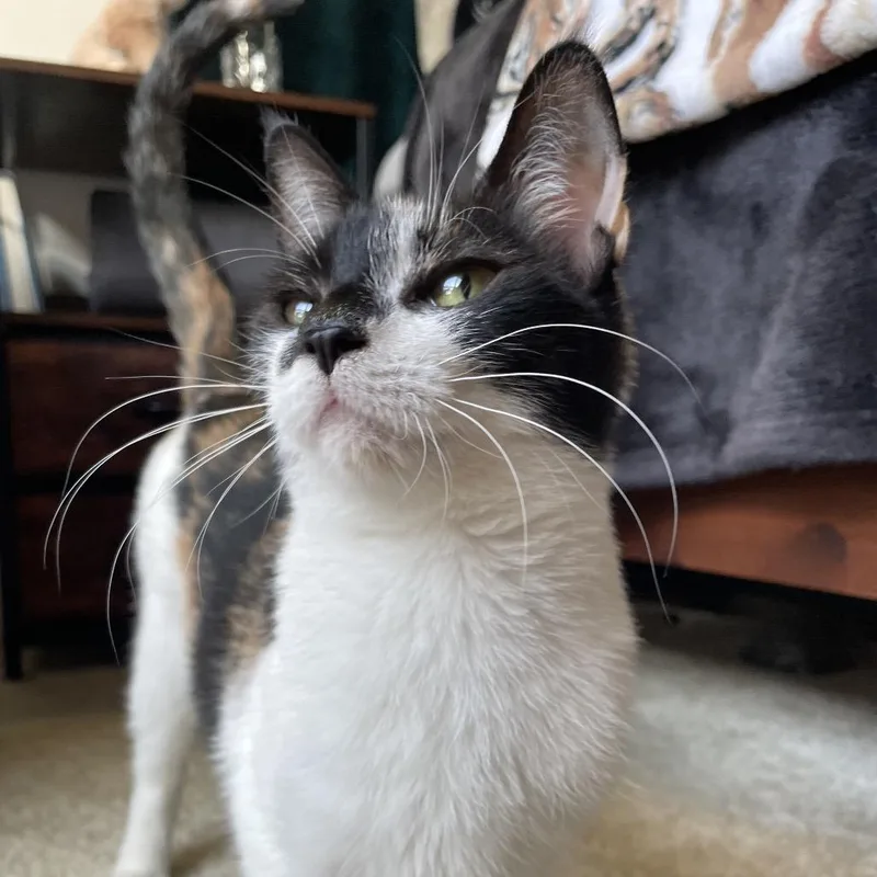 A young small-sized female Calico Domestic Short Hair cat named Pooki for adoption in Tustin, CA