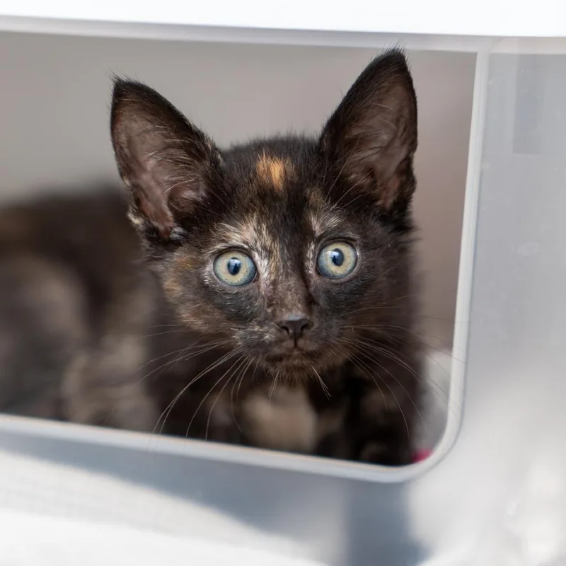 A baby small-sized female Tortoiseshell Domestic Short Hair cat named Tac for adoption in New York, NY