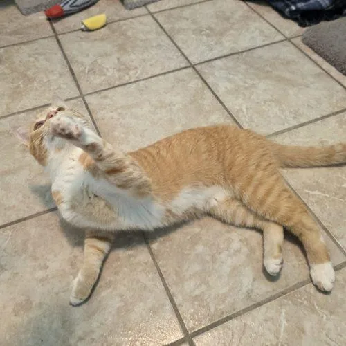A young medium-sized male Domestic Short Hair cat named Spud for adoption in Elizabeth, IL