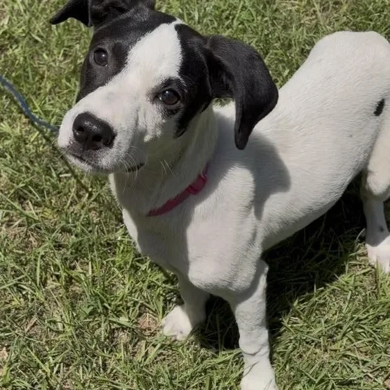 A baby medium-sized female White / Cream Mixed Breed dog named Violet for adoption in Cleveland, TX