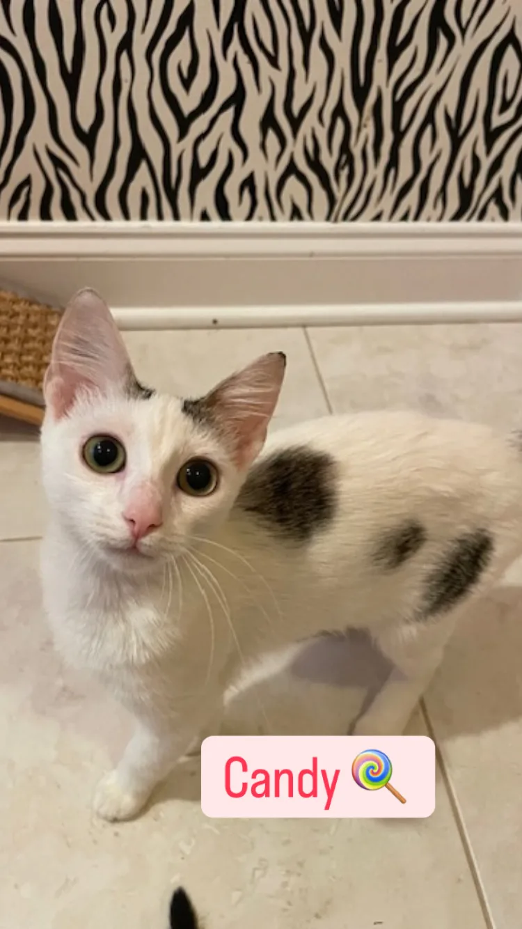 Cp  Nc Candy thumbnail 2