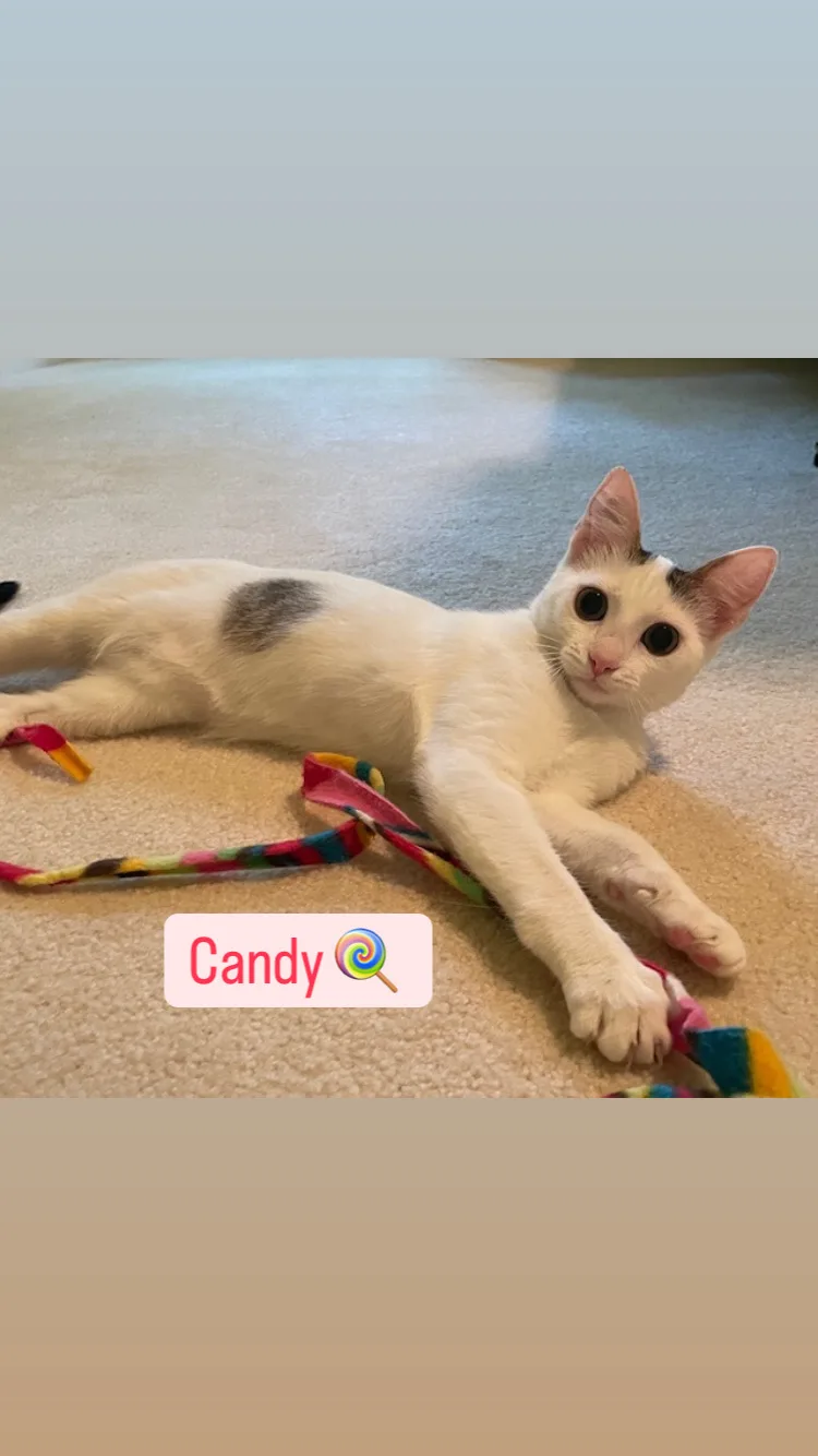 Cp  Nc Candy thumbnail 3