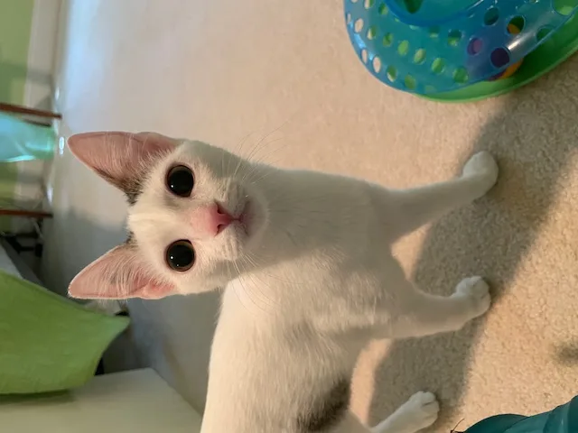 Cp  Nc Candy thumbnail 5