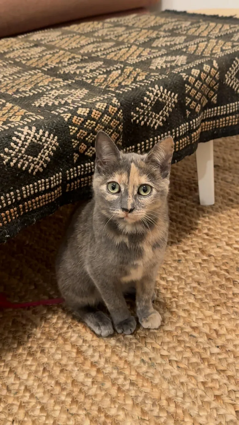 Partridge & Frenchie thumbnail 2