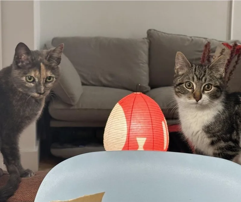 Partridge & Frenchie thumbnail 3