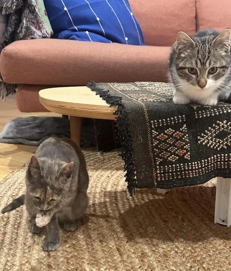 Partridge & Frenchie thumbnail 4