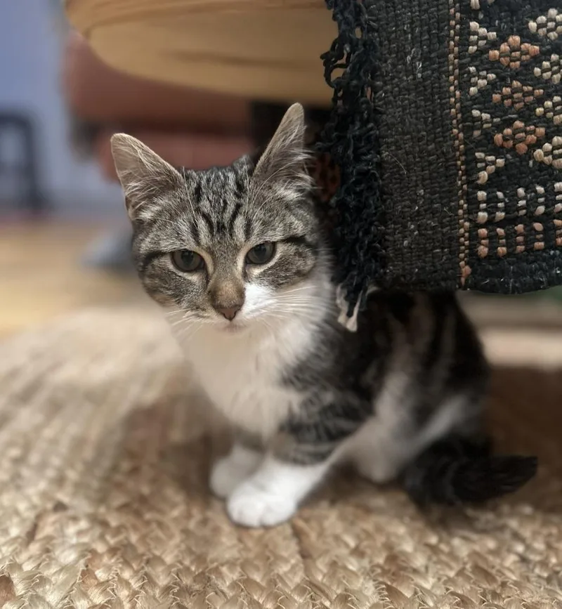 Partridge & Frenchie thumbnail 5