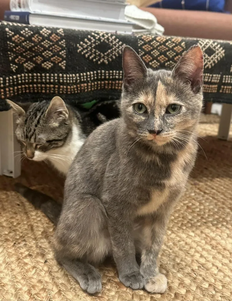 Partridge & Frenchie