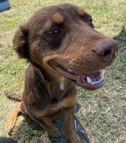 A baby medium-sized female Australian Shepherd dog named Lucille for adoption in Conway, SC