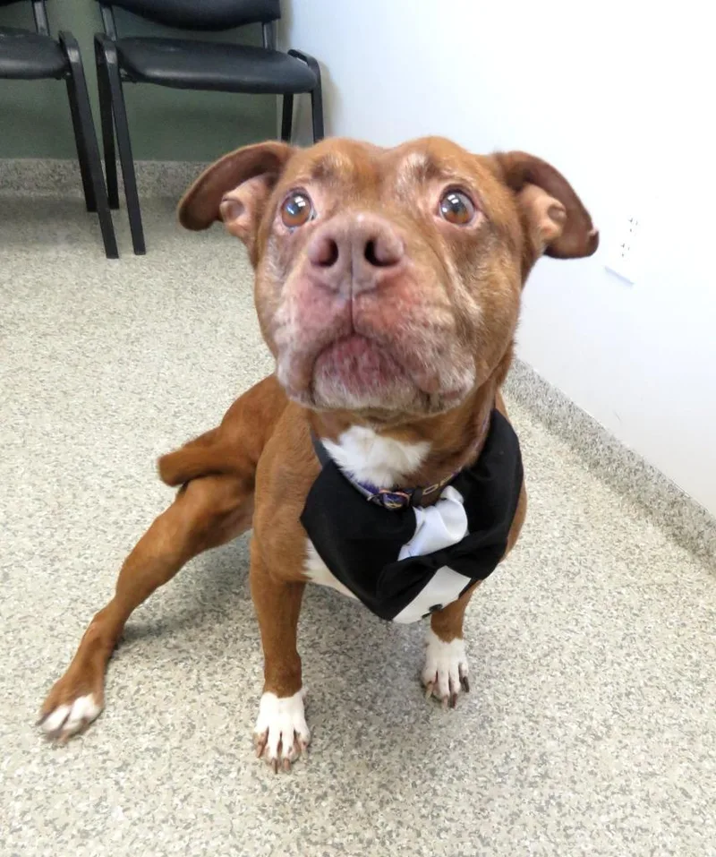 An adult large-sized male Terrier dog named Antimony for adoption in Van Wert, OH