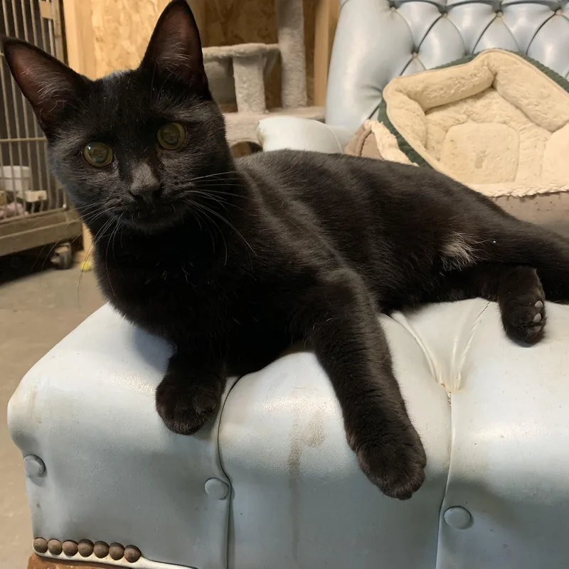 An adult medium-sized female Black Domestic Short Hair cat named Dolly for adoption in Ludington, MI