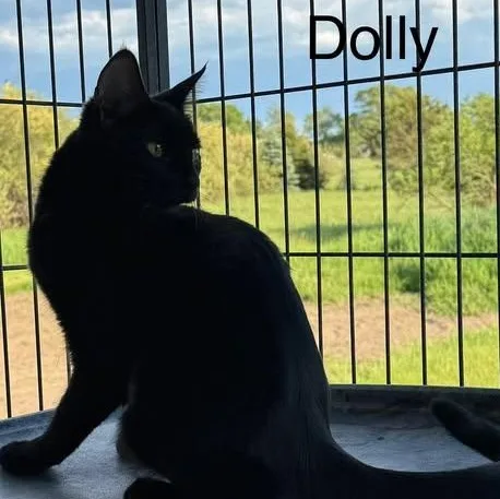 Dolly thumbnail 2