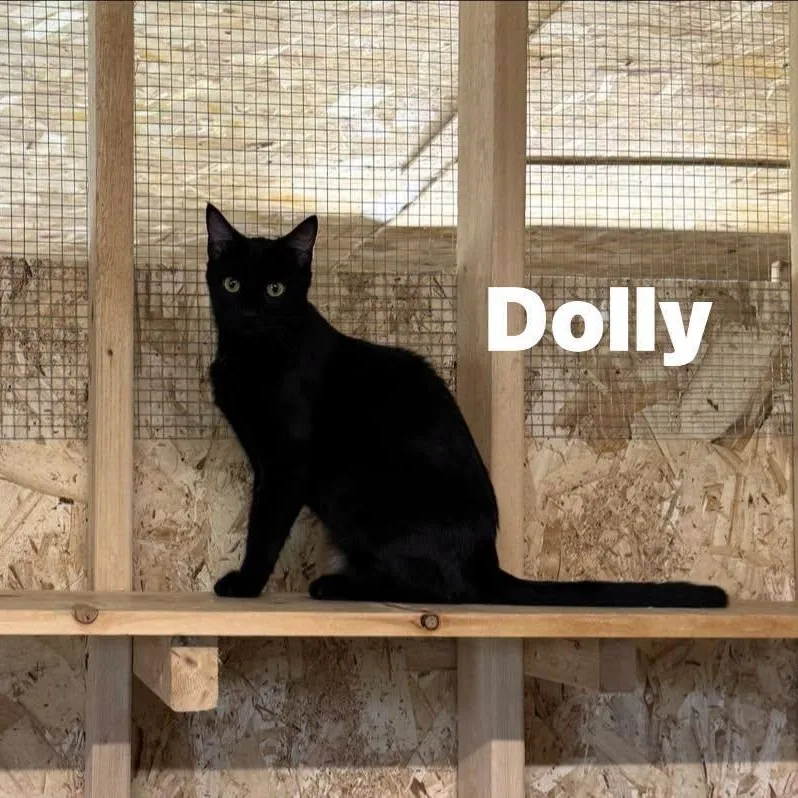 Dolly thumbnail 3