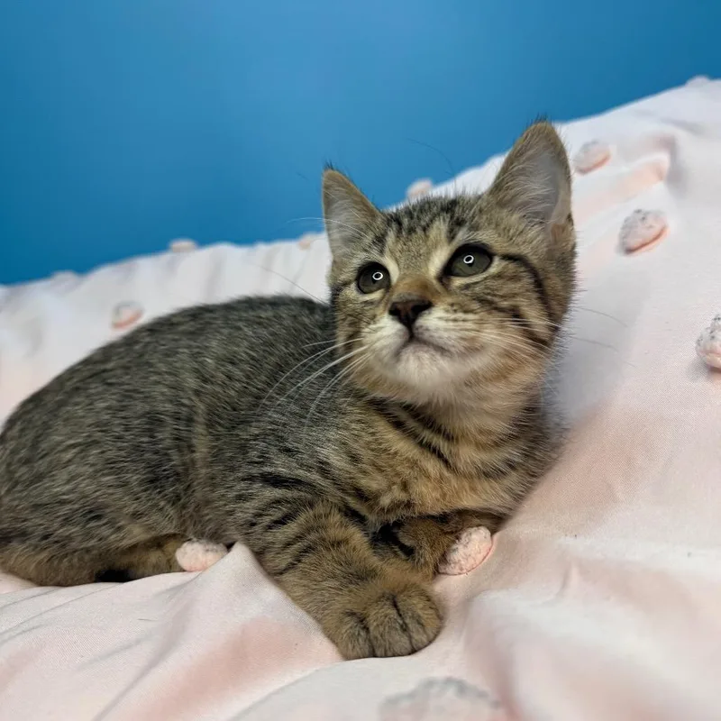 A baby small-sized male Brown / Chocolate Domestic Short Hair cat named Lotus for adoption in San Antonio, TX