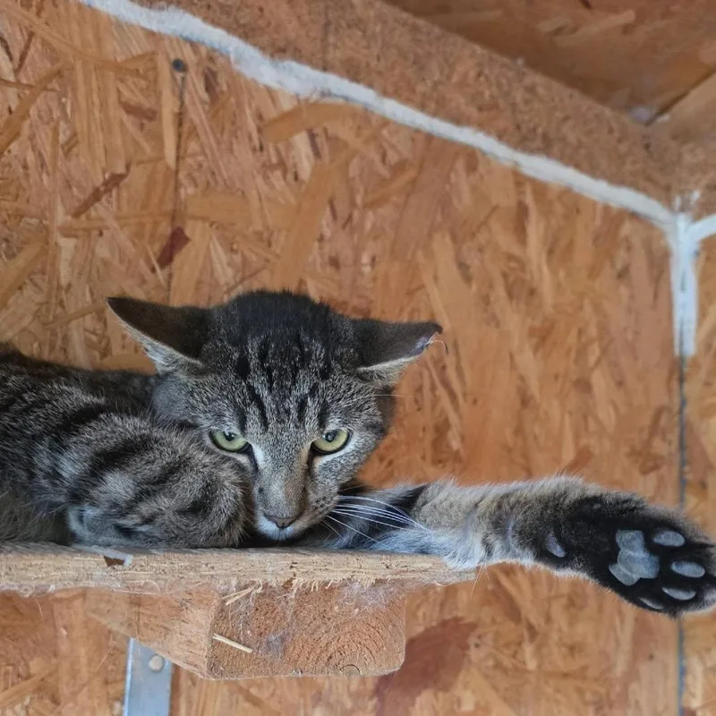 A young medium-sized male Brown / Chocolate Domestic Short Hair cat named Fitz for adoption in Waynesboro, PA