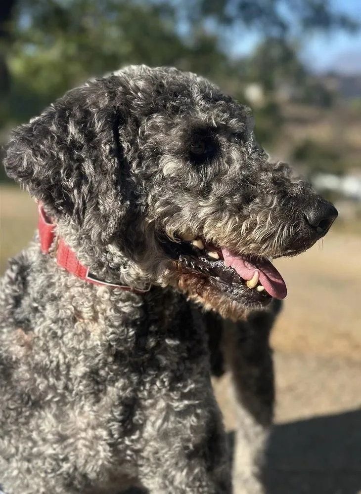 Percival thumbnail 2