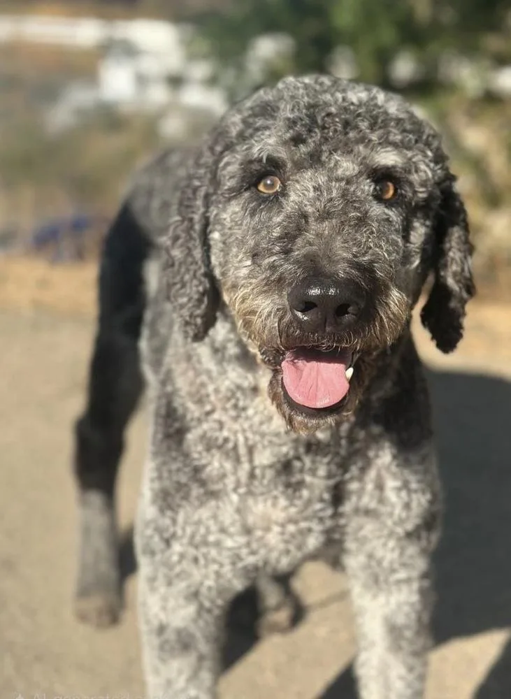 Percival thumbnail 3