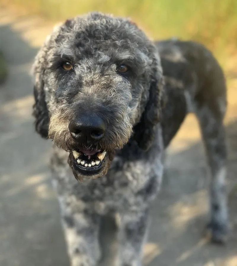 Percival thumbnail 4