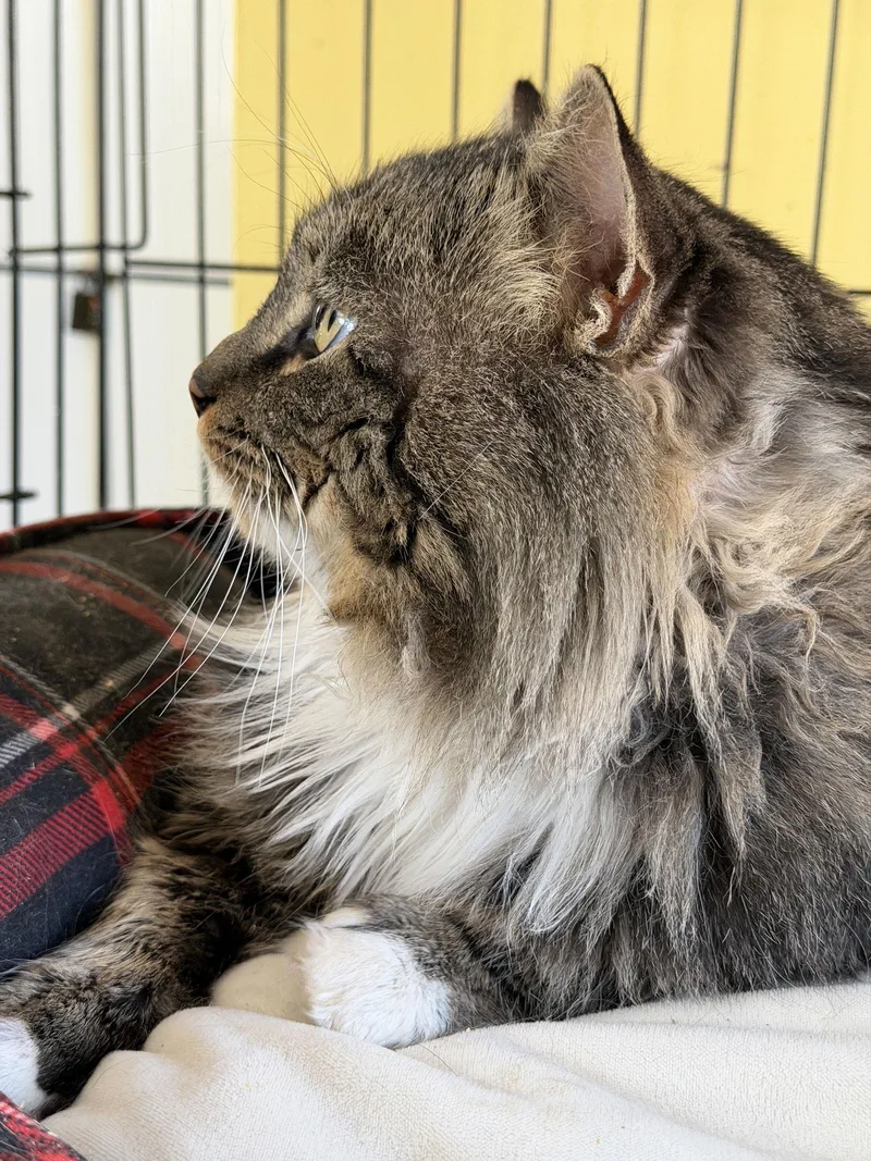 Traveler thumbnail 2