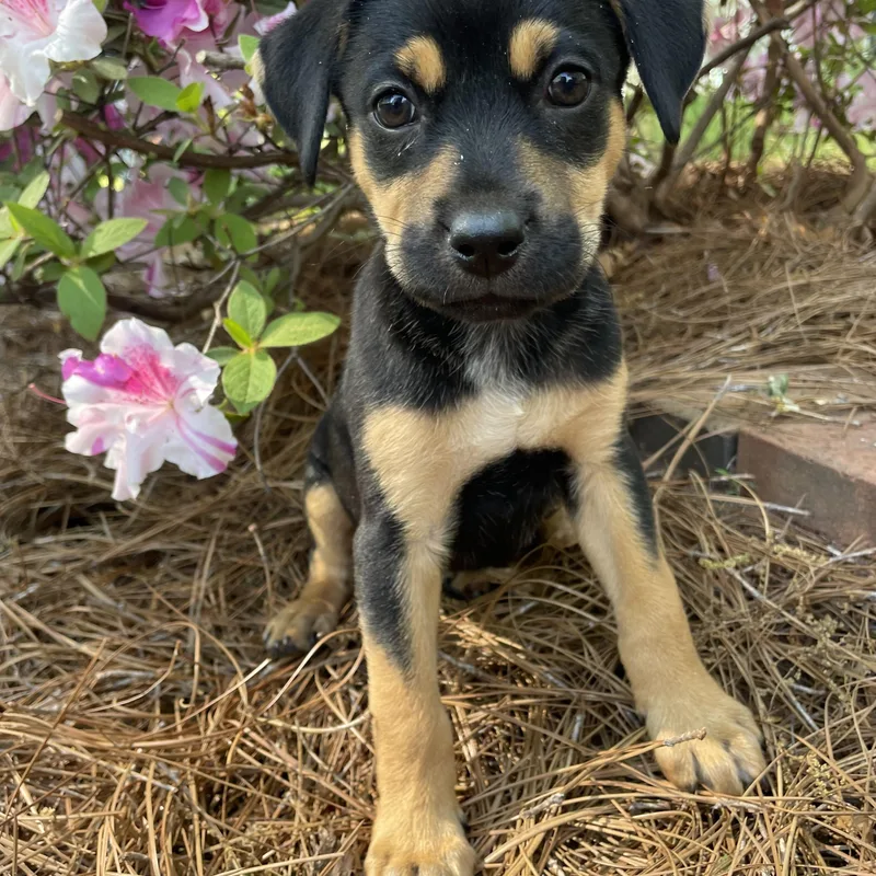 A baby medium-sized male Bicolor Labrador Retriever dog named Jetty for adoption in Greensboro, NC