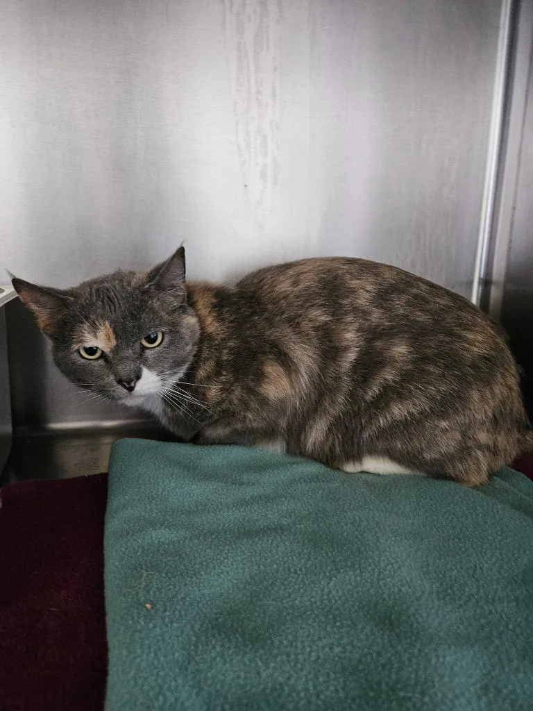 An adult medium-sized female Domestic Short Hair cat named Sheba for adoption in Cumberland, ME