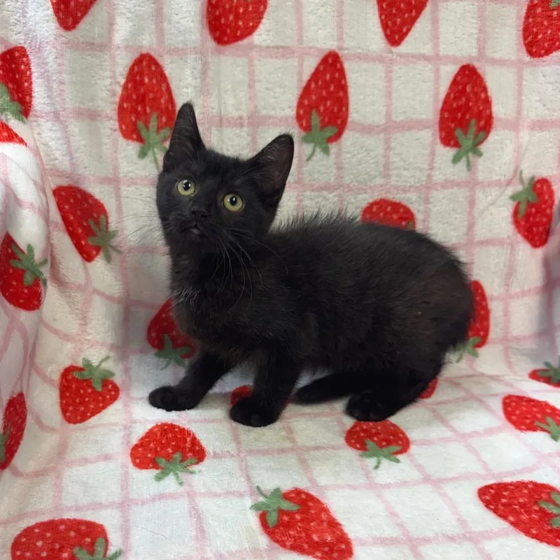 A baby small-sized male Black Domestic Short Hair cat named Crackle for adoption in Kittanning, PA