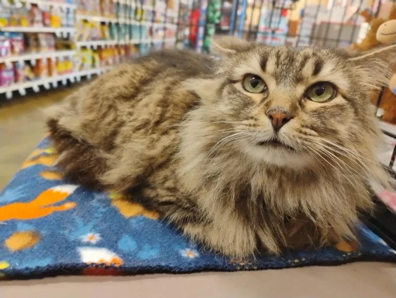 A young medium-sized female Domestic Long Hair cat named Sienna for adoption in Niles, MI