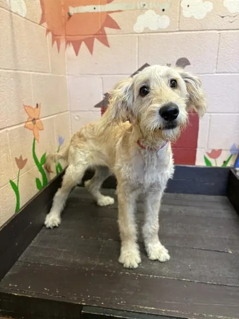 A baby medium-sized female Golden Retriever dog named Lola for adoption in Castaic, CA