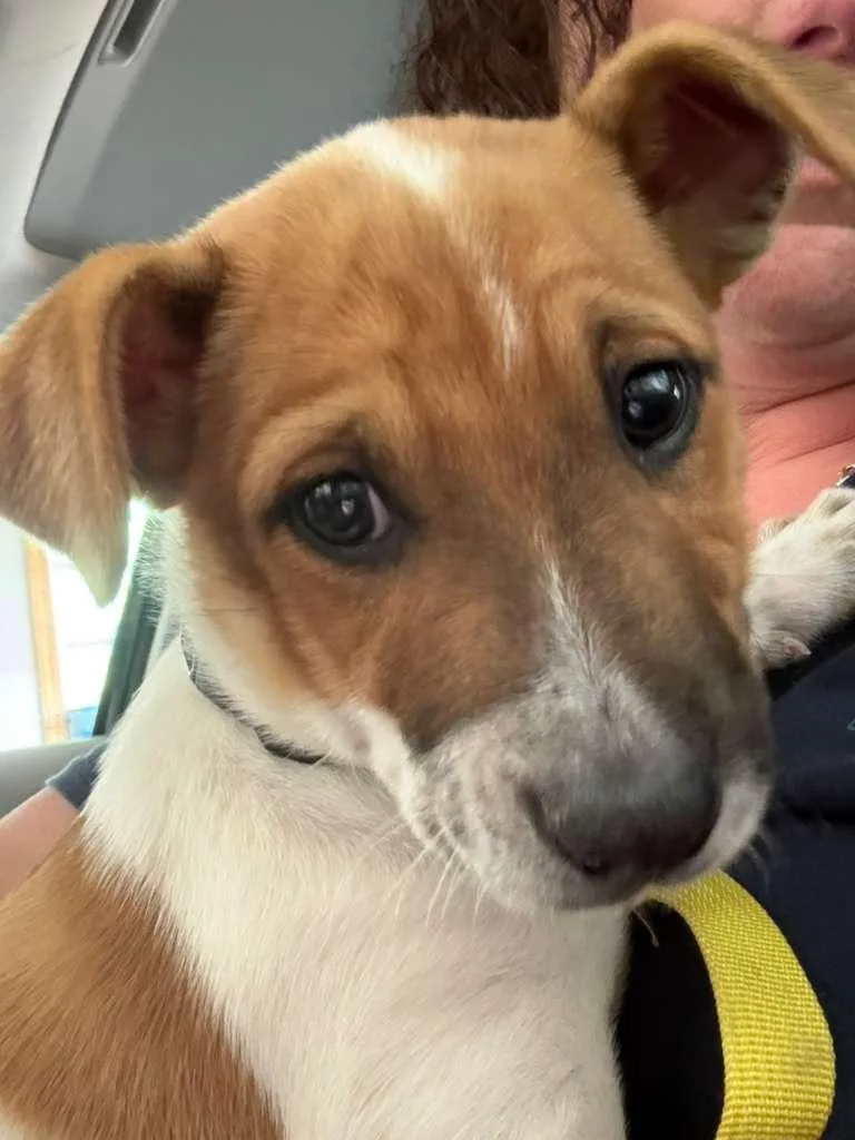 Mr. Mochi thumbnail 2