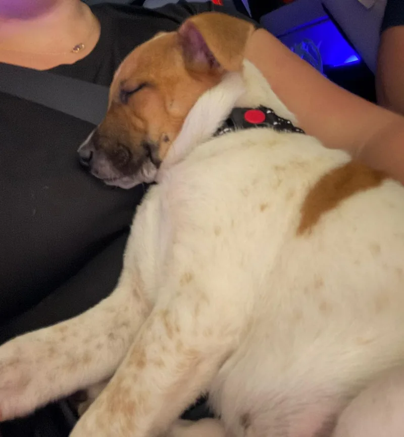 Mr. Mochi thumbnail 3