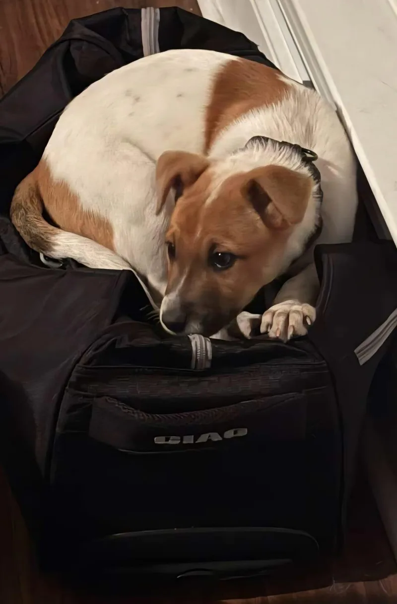 Mr. Mochi thumbnail 5