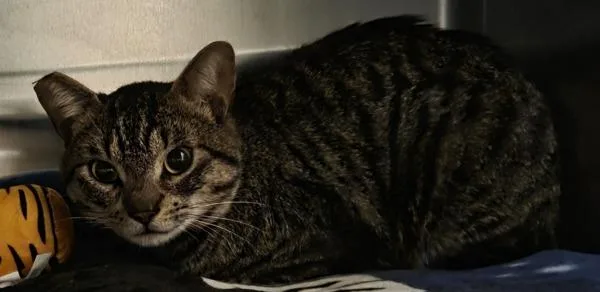 A young medium-sized male Domestic Short Hair cat named Oatie for adoption in El Cajon, CA