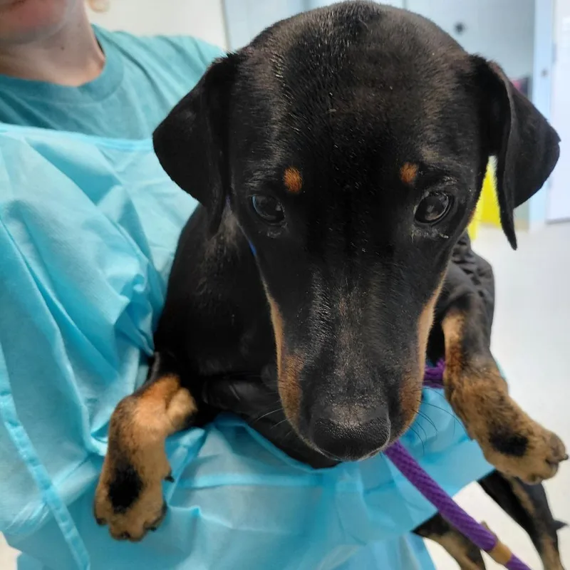 An adult small-sized female Jack Russell Terrier dog named Dixie Ray for adoption in LOXAHATCHEE, FL