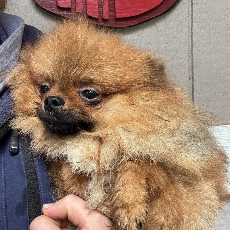 A baby small-sized male Brown / Chocolate Pomeranian dog named Simien for adoption in Seattle, WA
