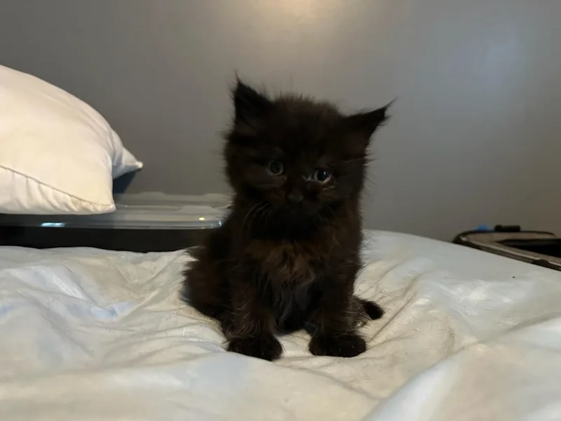 A baby medium-sized female Black Domestic Long Hair cat named Magnolia for adoption in Honeoye, NY