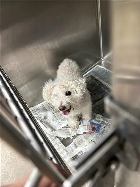 A senior small-sized female Poodle dog named Molly for adoption in Chatsworth, CA