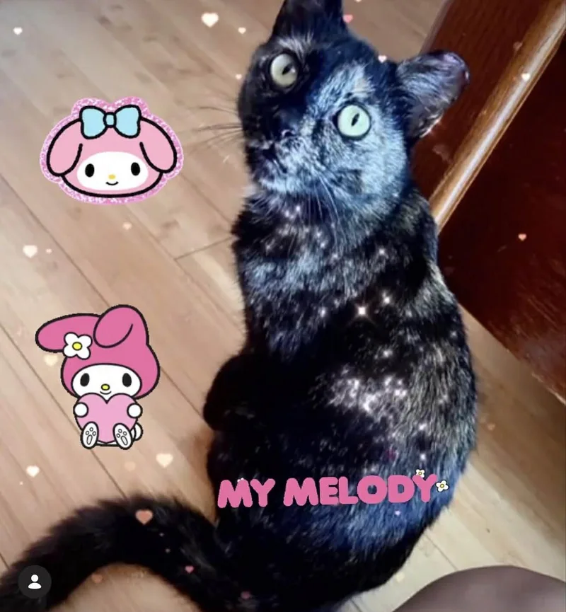 An adult medium-sized female Tortoiseshell cat named Melody for adoption in Charleston, SC