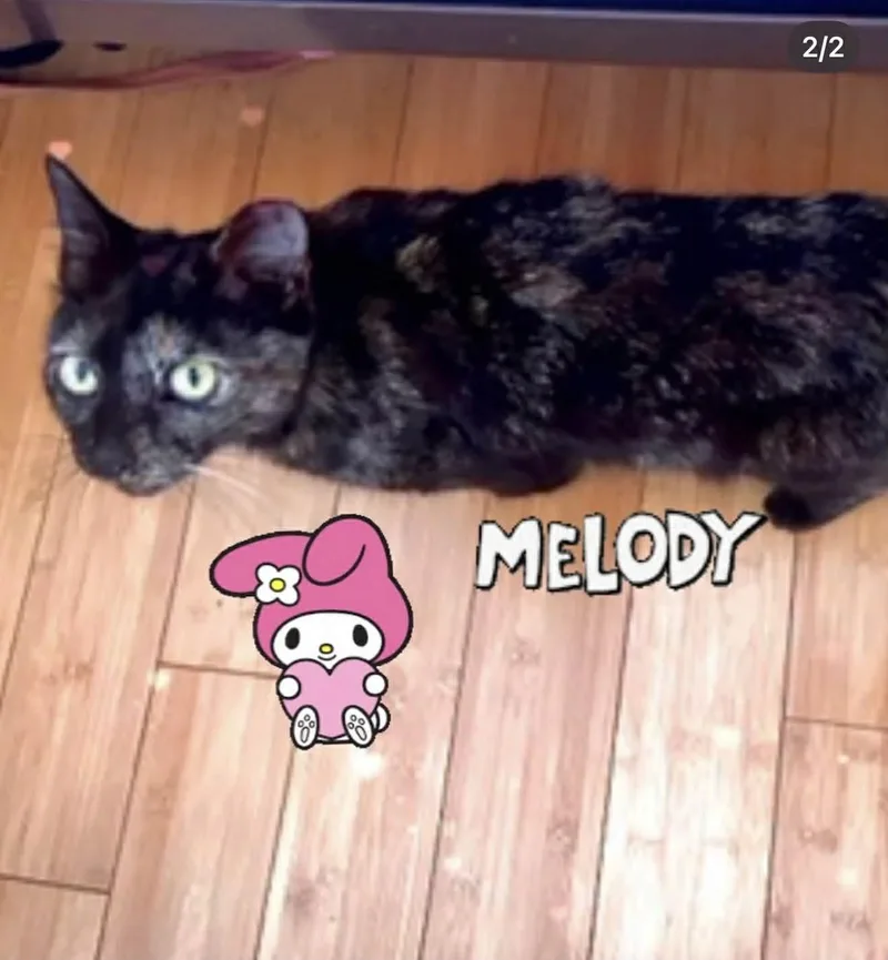 Melody thumbnail 3