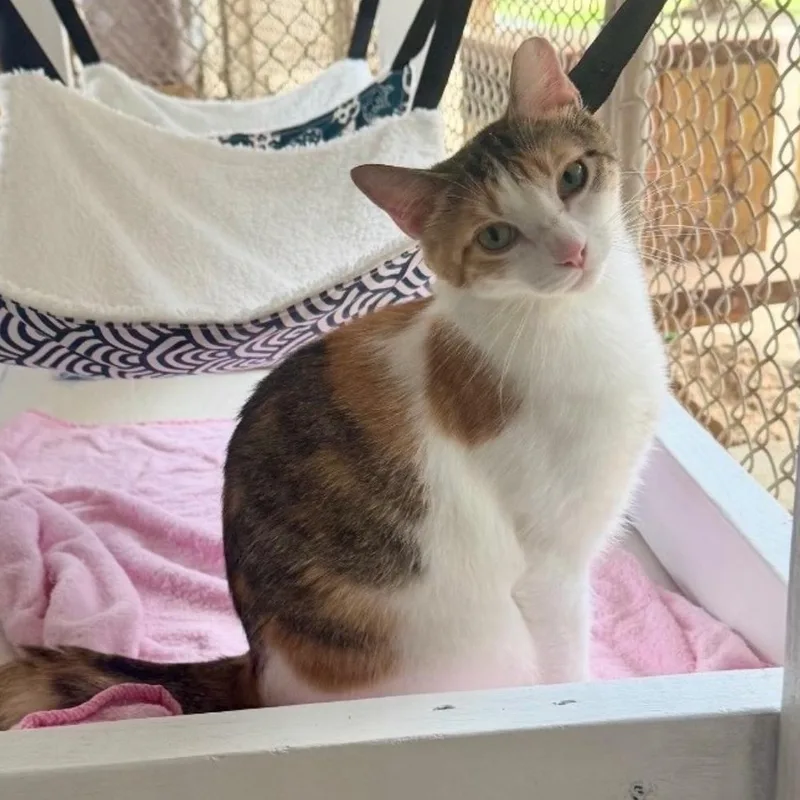 A young medium-sized female Domestic Short Hair cat named Anna Banana for adoption in Alexandria, LA