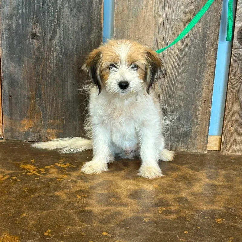 A young small-sized male Terrier dog named Dawson for adoption in Milwaukee, WI